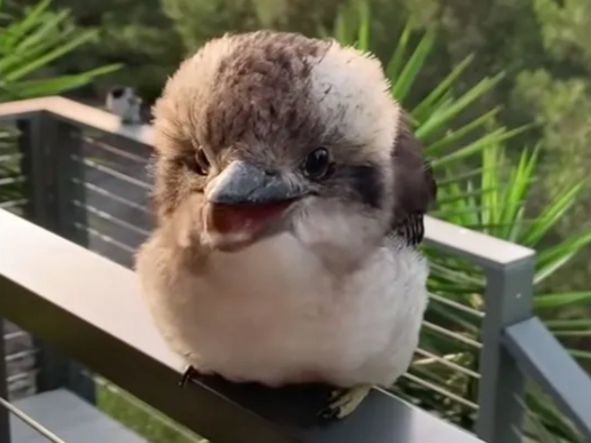 Посмотрите как общается подросток кукабарры