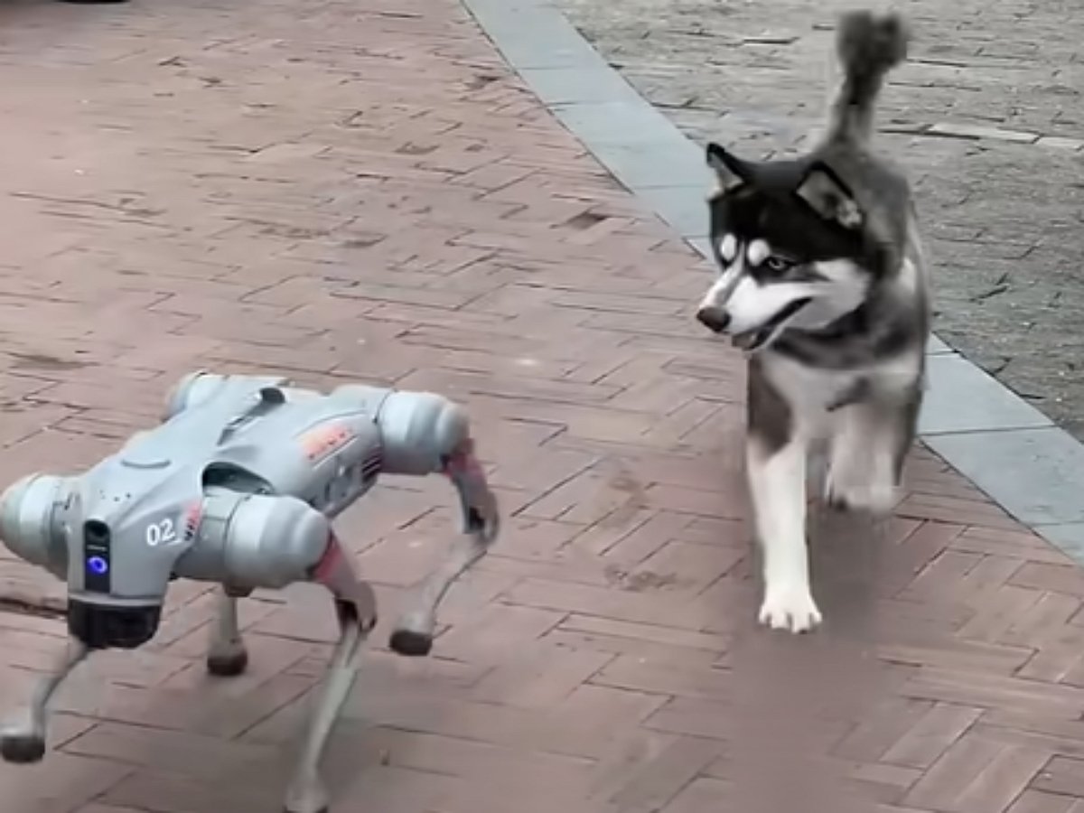 Хаски играет с робопсом