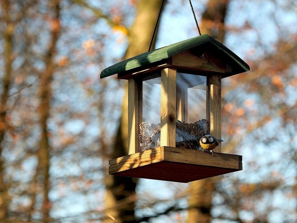 Неожиданный гость пришел полакомиться из птичьей кормушки