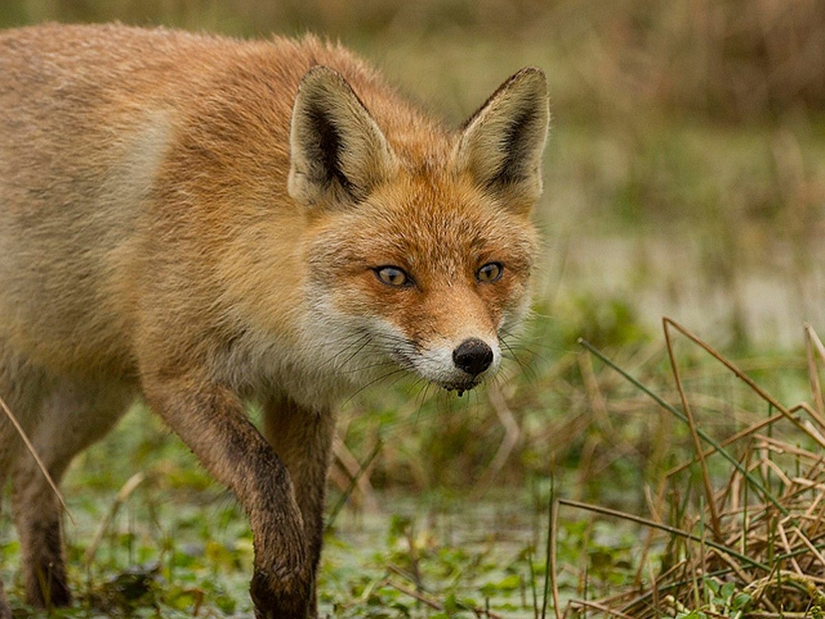 Лиса стащила со двора миску с водой