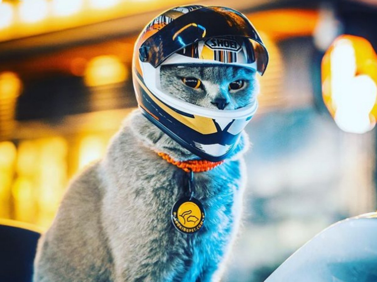 Кот-байкер восхитил Сеть