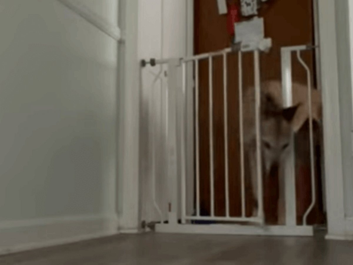 Эту собаку бесполезно запирать дома