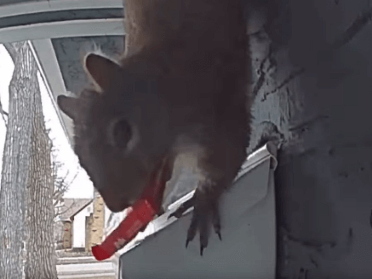 Белка украла шоколадный батончик из почтового ящика