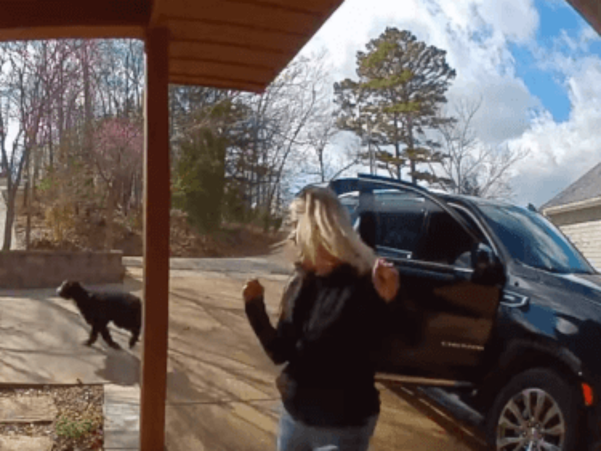 Чужая собака зайцем приехала на озеро