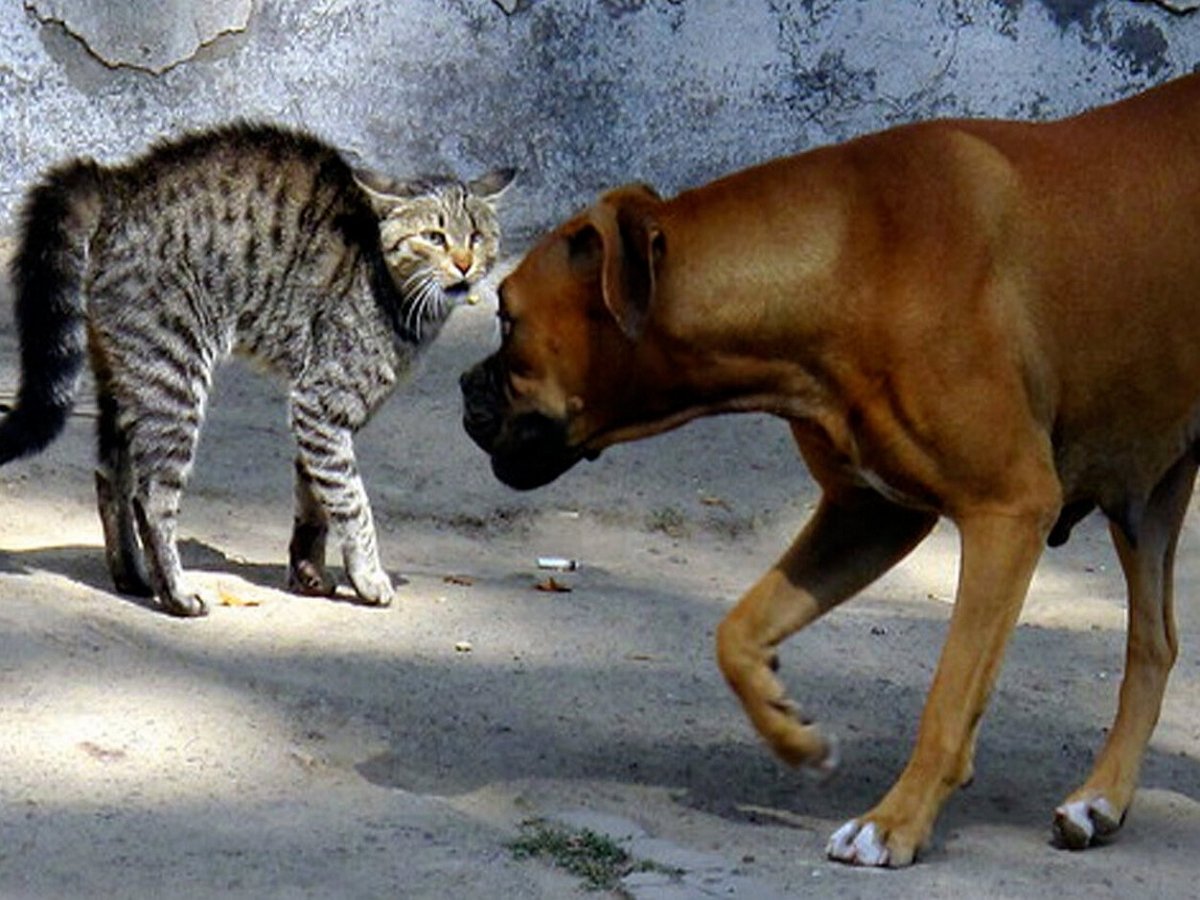 Эпичная битва кота и собаки попала на видео