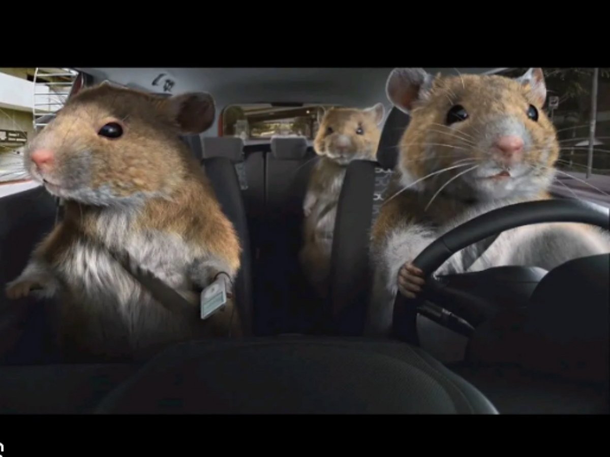 Домашние крысы отлично ездят на электромашинках