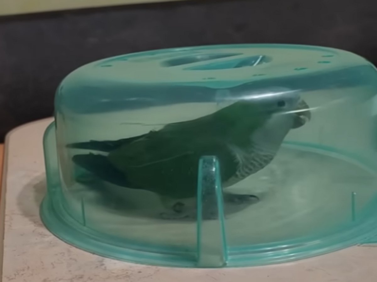 Настойчивый попугай попал в засаду