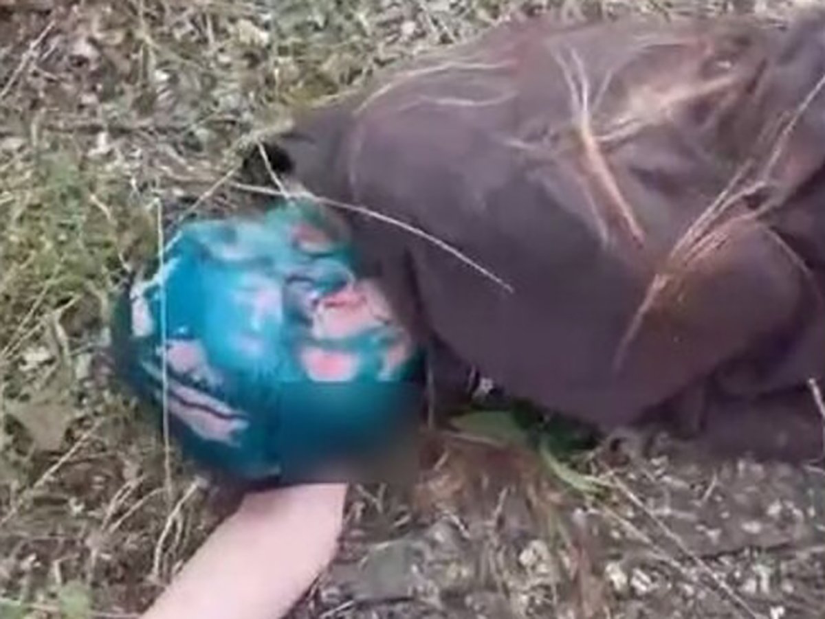 Самосуд зеленка