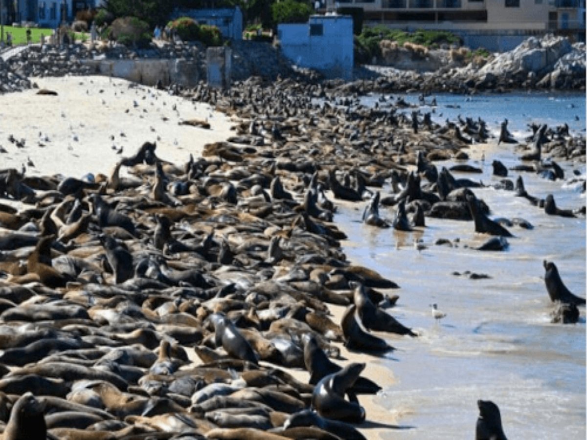 Сотни морских львов захватили пляж Калифорнии