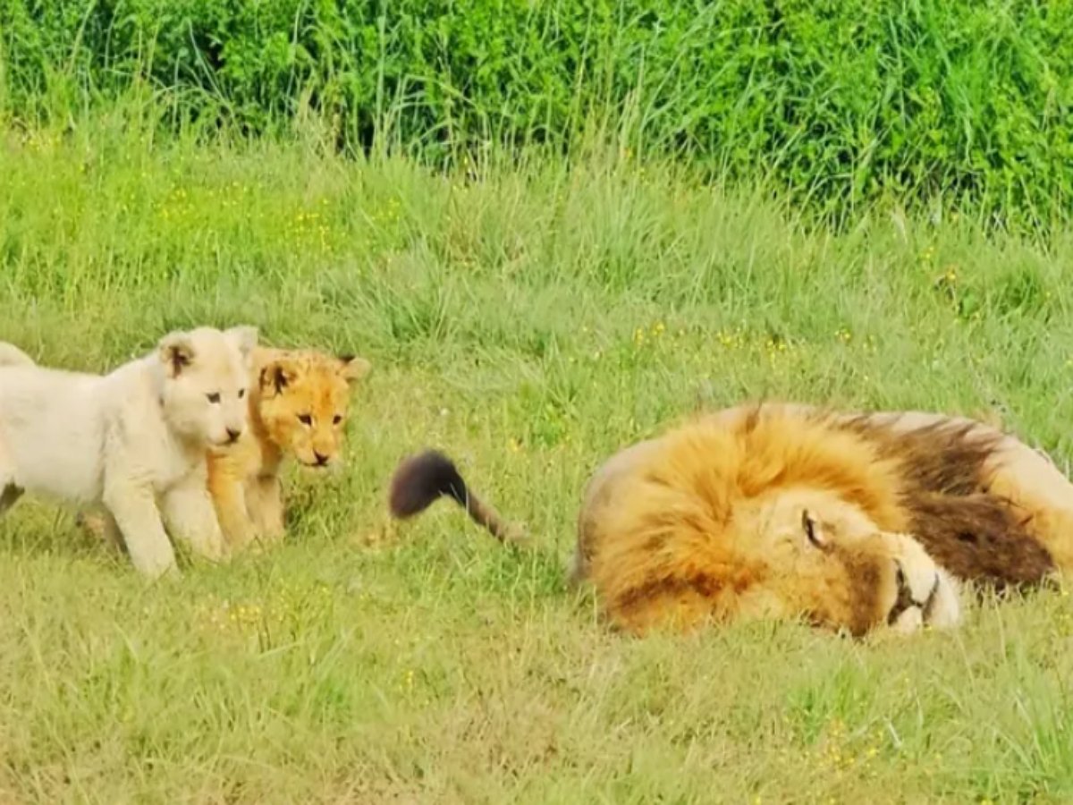 Львята обнаружили в траве забавную игрушку с кисточкой