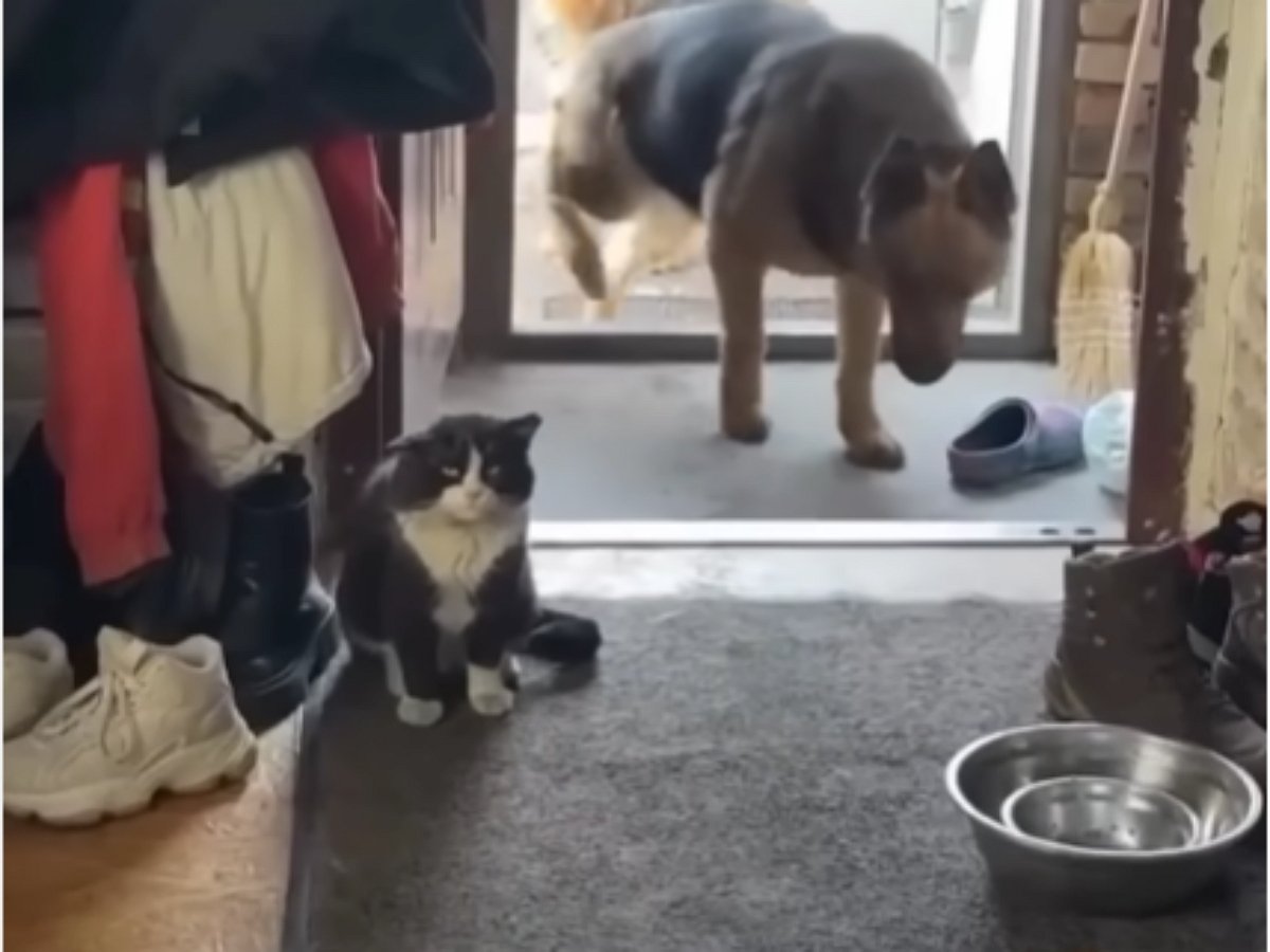 Собаки привели в дом бездомного кота