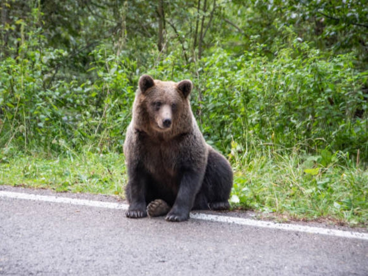 Медведь подсказал дорогу путешественникам