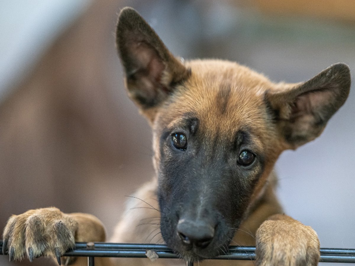 Мама-малинуа помогает щенку освоить команды