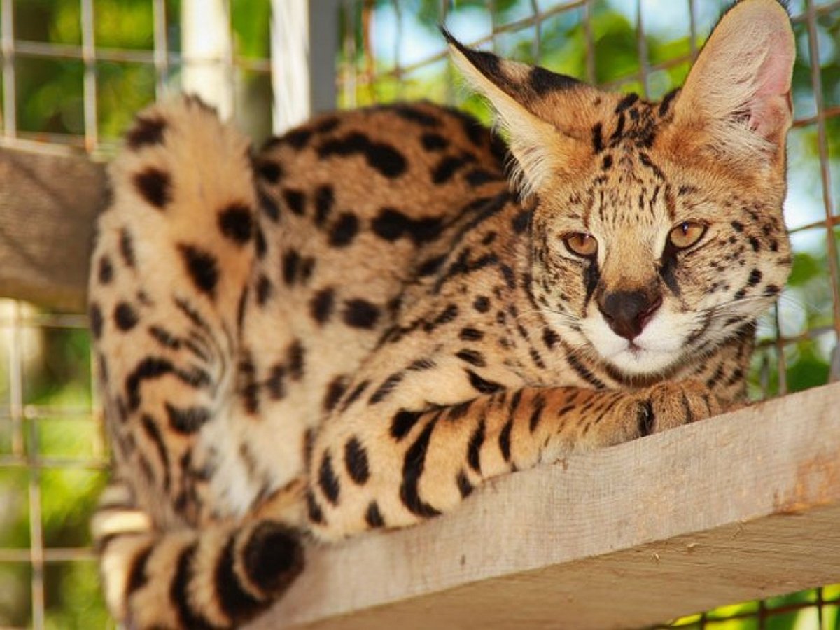 Домашний сервал отказался принимать ванну