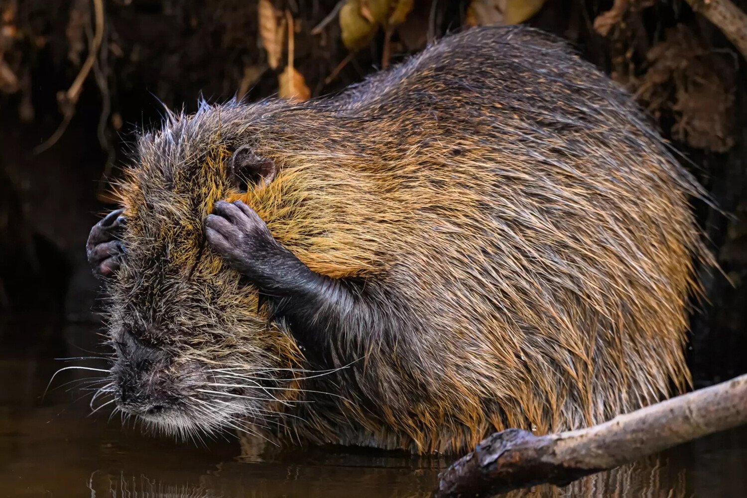 Смешные животные: финалисты Comedy Wildlife Awards