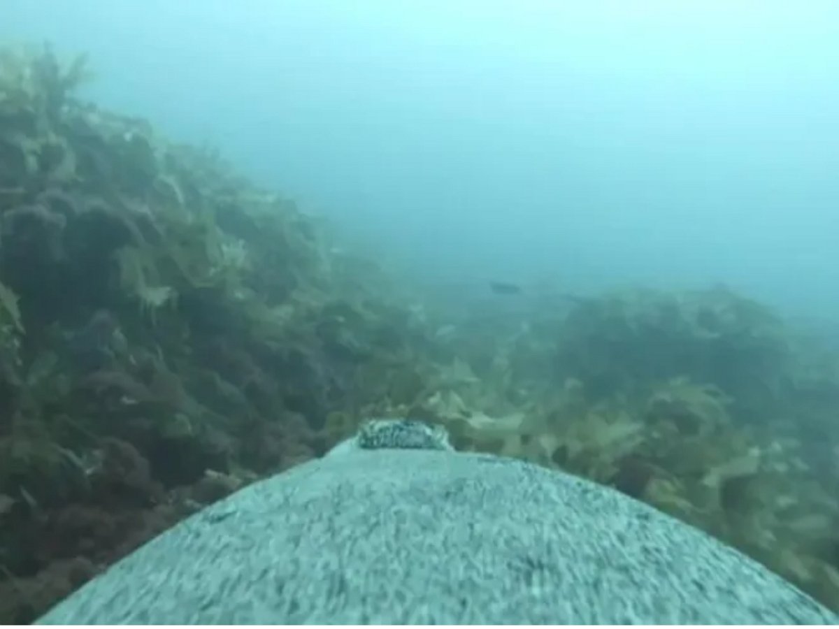 Зритель увидит морские глубины глазами морских львов