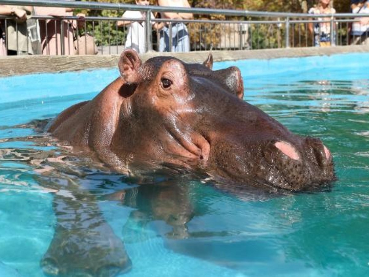 Загадочное животное, плавающее кверху брюхом, заинтриговало посетителей зоопарка