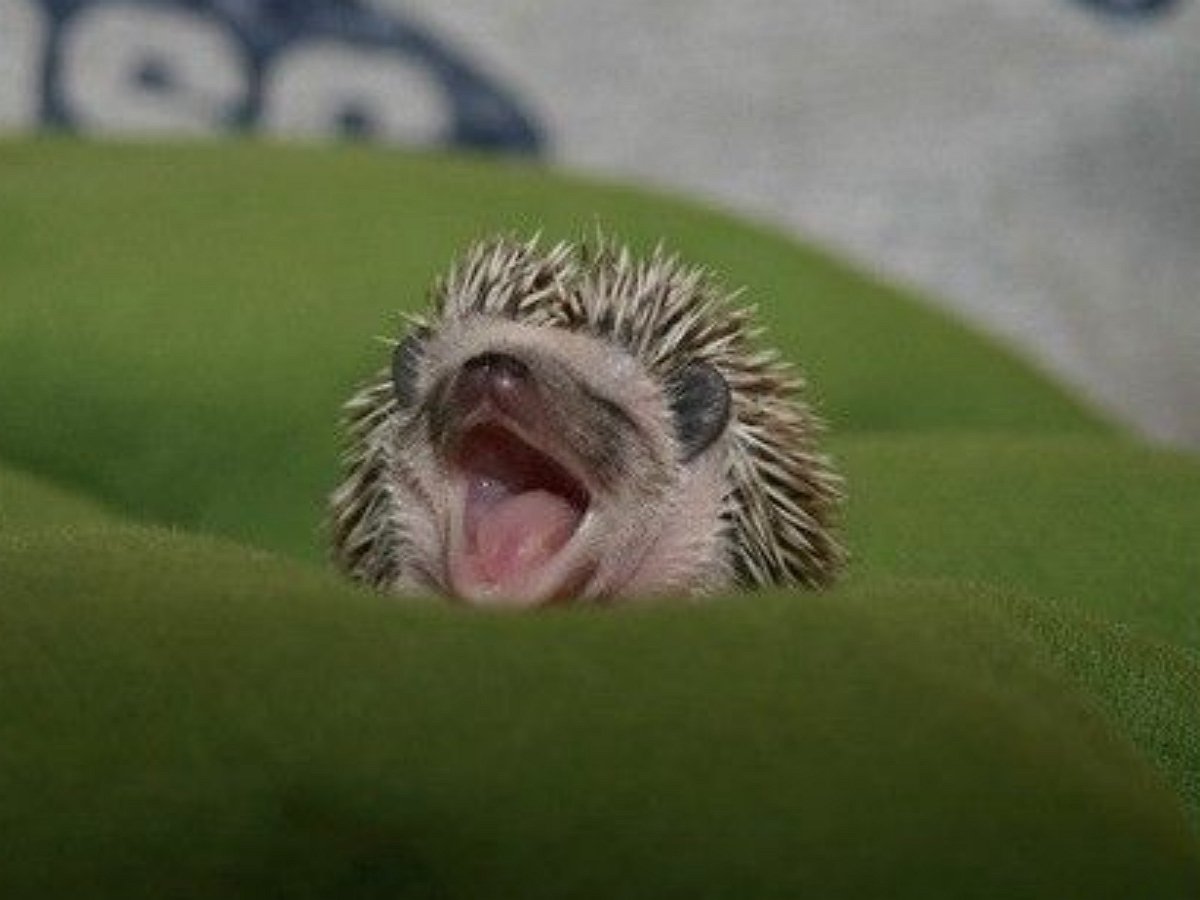 Вы слыхали как кричат ежи?