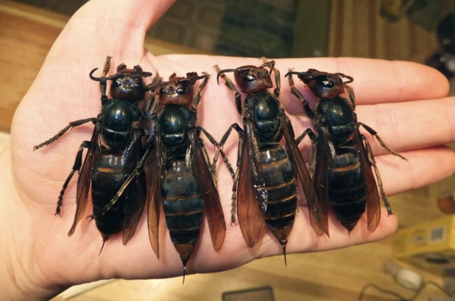 Фотодоказательства того, что нет ничего страшнее природы