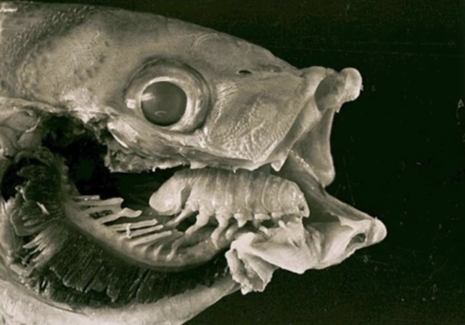 Фотодоказательства того, что нет ничего страшнее природы