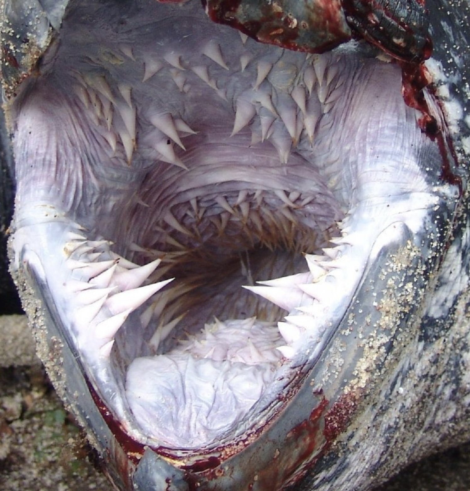 Фотодоказательства того, что нет ничего страшнее природы