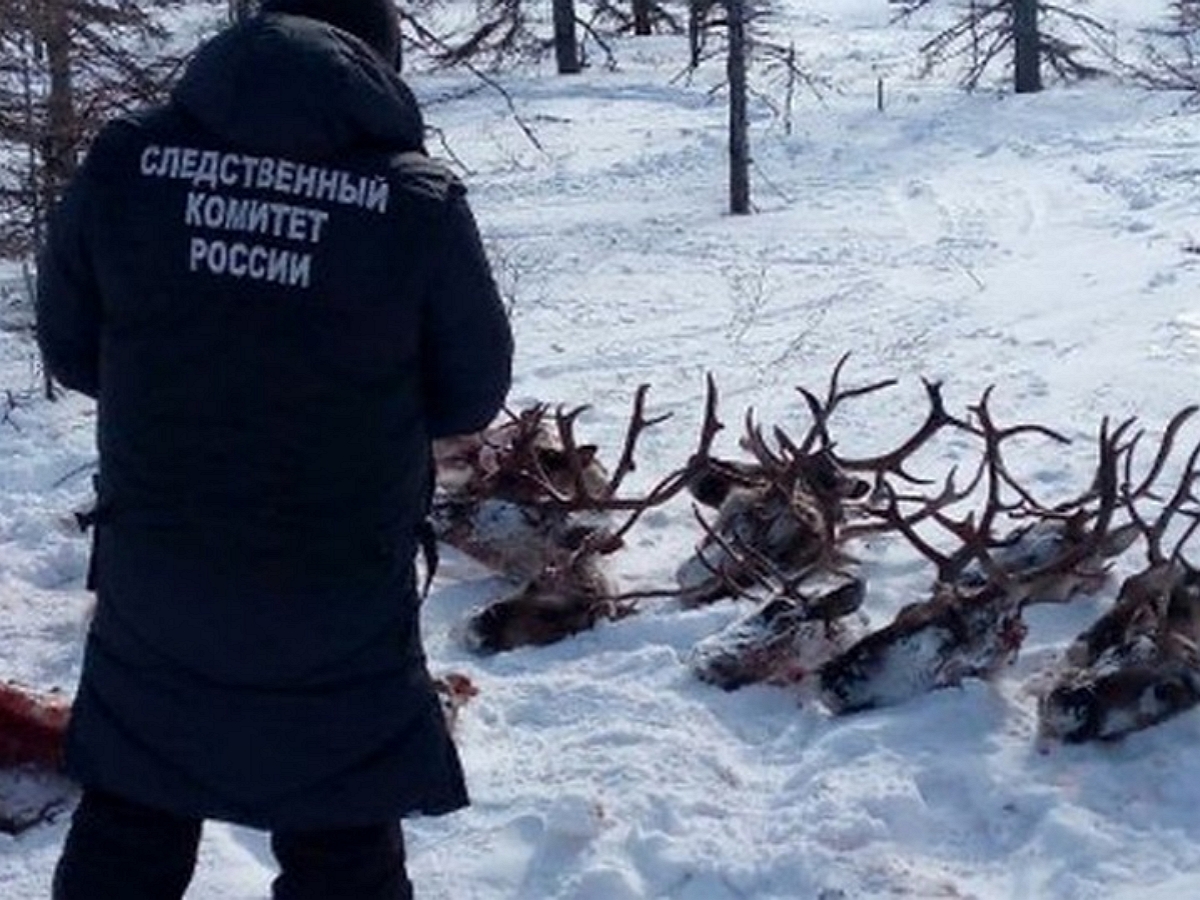 Суд освободил от наказания браконьеров, убивших 26 краснокнижных животных