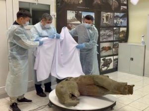 Жители Якутии нашли тушу годовалого мамонтенка весом в 100 кг