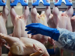 В поставляемой из Казахстана в Россию курице найдена опасная бактерия