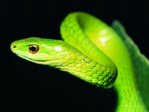 Зелёная змея