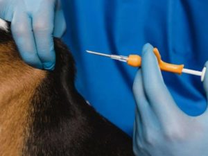 В России хотят ввести обязательное чипирование домашних животных 