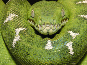 Зеленая змея