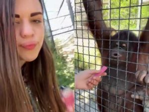 Спортсменка в крымском парке «Тайган» дала орангутану покурить, вызвав скандал