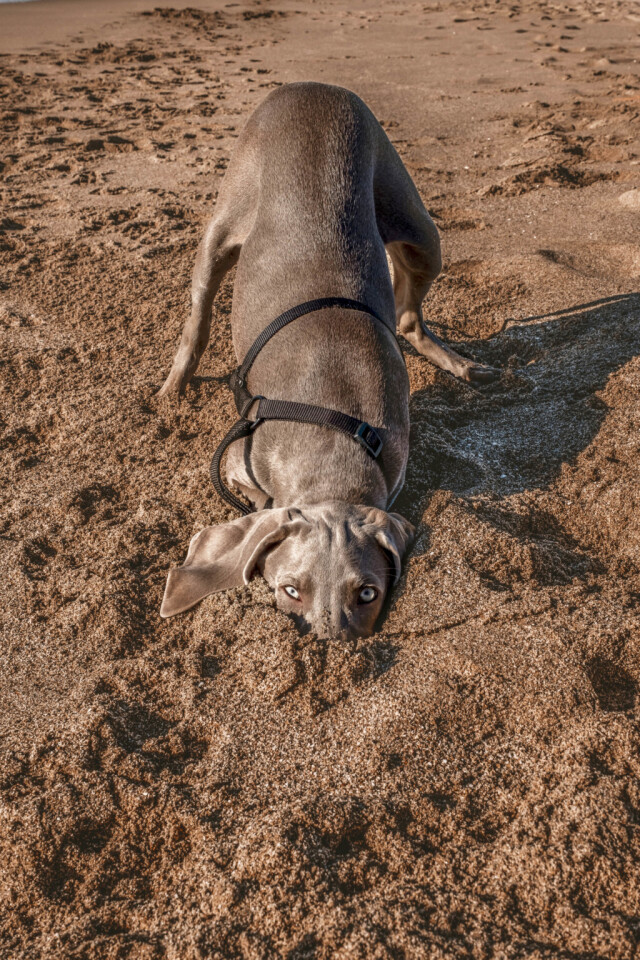 Comedy Pet Photography Awards: финалисты конкурса смешных фотографий домашних животных