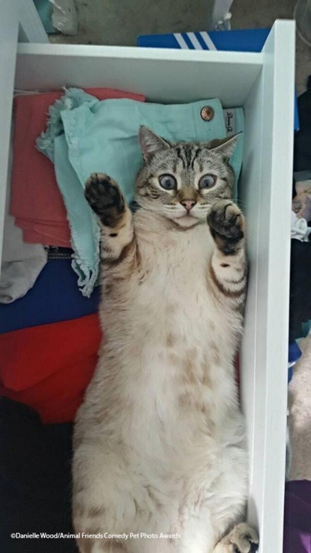 Comedy Pet Photography Awards: финалисты конкурса смешных фотографий домашних животных