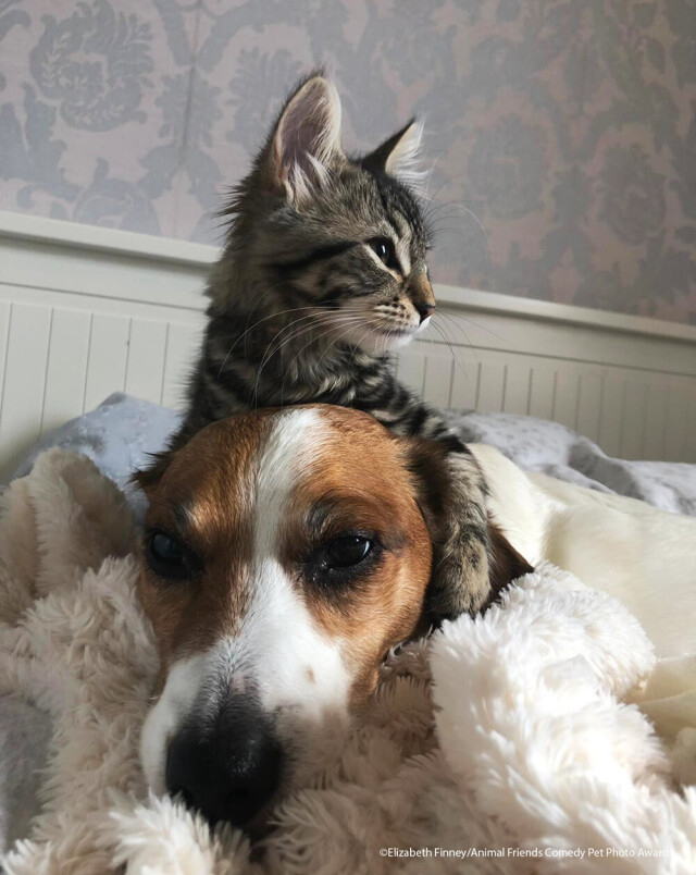 Comedy Pet Photography Awards: финалисты конкурса смешных фотографий домашних животных