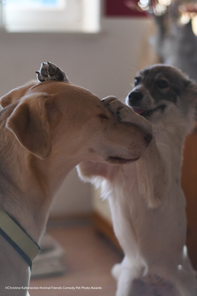 Comedy Pet Photography Awards: финалисты конкурса смешных фотографий домашних животных