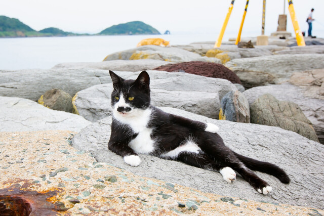 Comedy Pet Photography Awards: финалисты конкурса смешных фотографий домашних животных