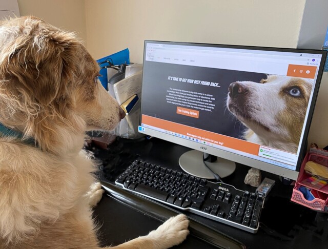 Comedy Pet Photography Awards: финалисты конкурса смешных фотографий домашних животных