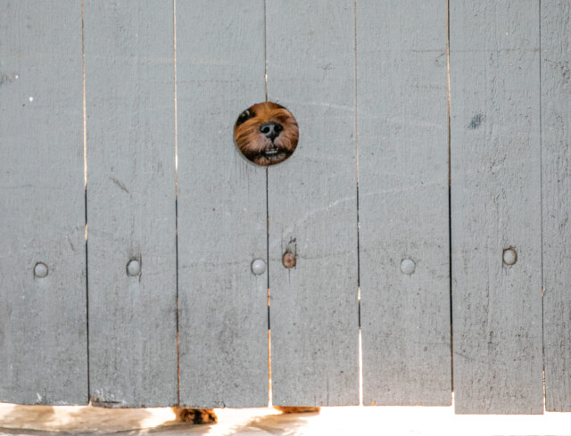 Comedy Pet Photography Awards: финалисты конкурса смешных фотографий домашних животных