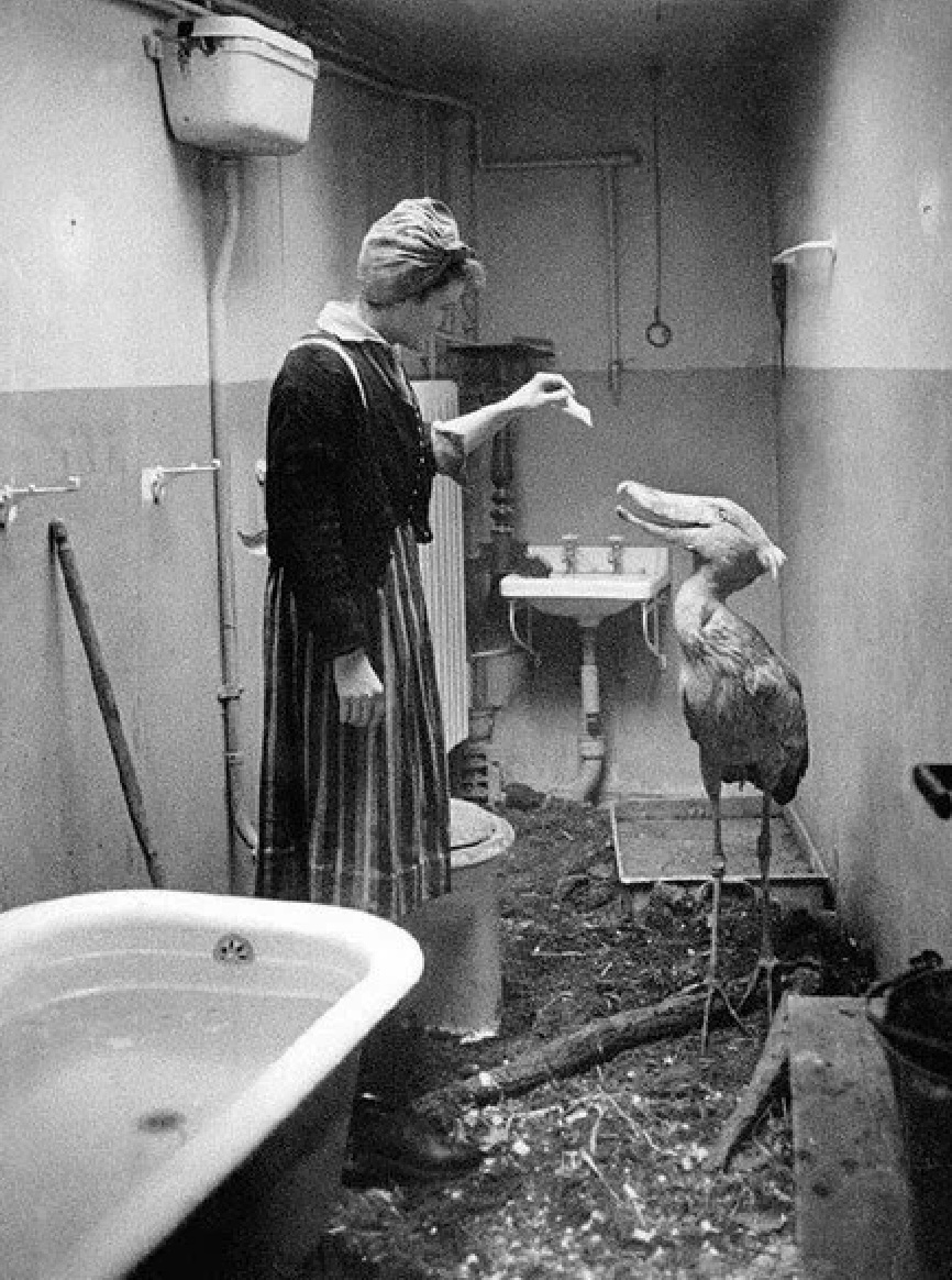 Странные исторические фотографии, которые могут изменить восприятие прошлого