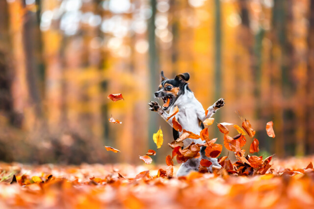Comedy Pet Photography Awards: финалисты конкурса смешных фотографий домашних животных