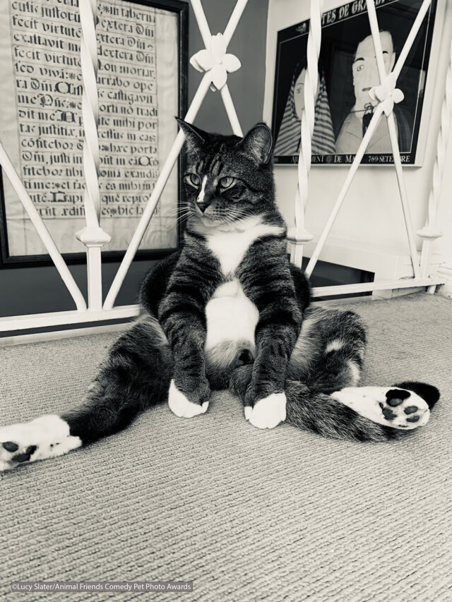 Comedy Pet Photography Awards: финалисты конкурса смешных фотографий домашних животных