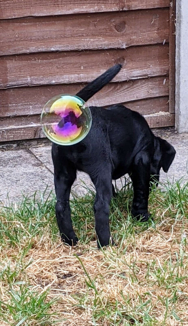 Comedy Pet Photography Awards: финалисты конкурса смешных фотографий домашних животных