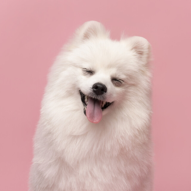 Comedy Pet Photography Awards: финалисты конкурса смешных фотографий домашних животных