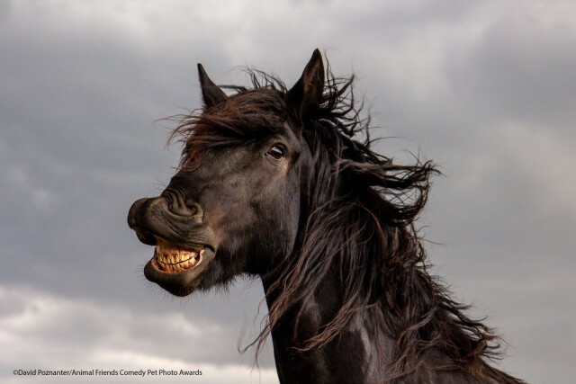 Comedy Pet Photography Awards: финалисты конкурса смешных фотографий домашних животных