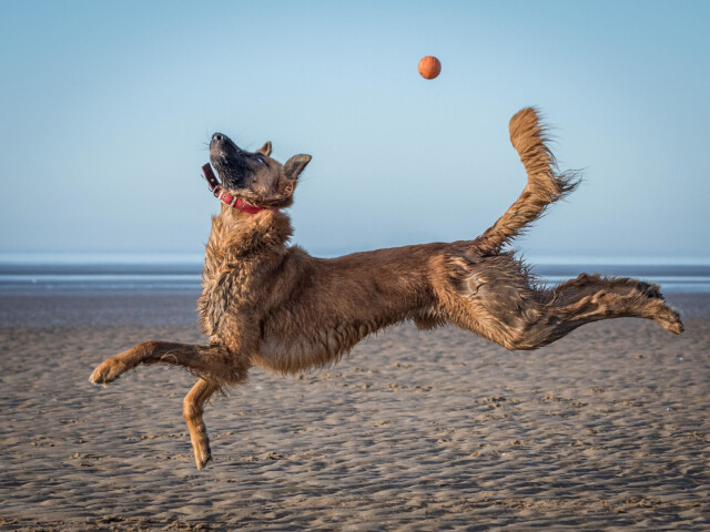 Comedy Pet Photography Awards: финалисты конкурса смешных фотографий домашних животных