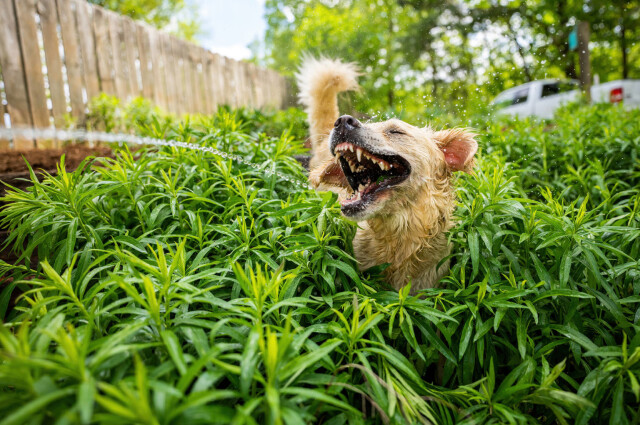 Comedy Pet Photography Awards: финалисты конкурса смешных фотографий домашних животных