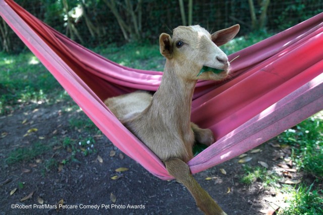 Comedy Pet Photography Awards: финалисты конкурса смешных фотографий домашних животных