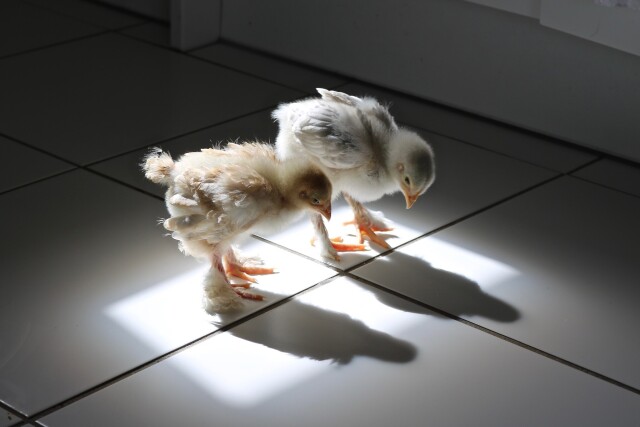Comedy Pet Photography Awards: финалисты конкурса смешных фотографий домашних животных