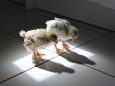 Comedy Pet Photography Awards: финалисты конкурса смешных фотографий домашних животных